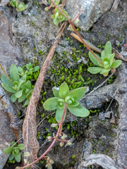 Micranthes bryophora