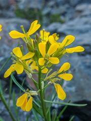 Erysimum perenne