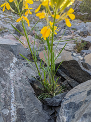 Erysimum perenne