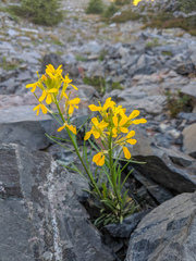 Erysimum perenne