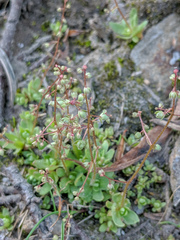 Micranthes bryophora