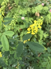 Melilotus officinalis