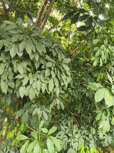 Hevea brasiliensis