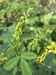 Melilotus officinalis