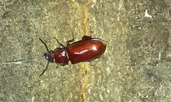Neandra marginicollis