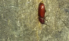 Neandra marginicollis