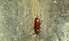 Neandra marginicollis