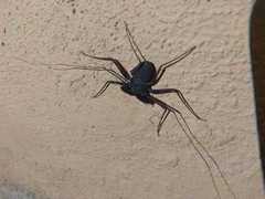 Paraphrynus carolynae