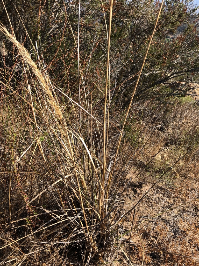 giant wild rye from Jamul, CA, US on September 3, 2019 at 05:22 PM by ...