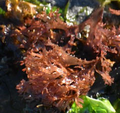 Cryptopleureae