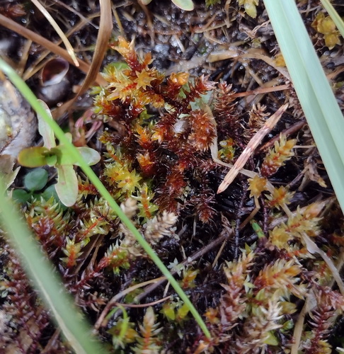 Twiggy Spear-moss (Sarmentypnum sarmentosum)