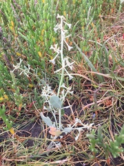 Atriplex pedunculata