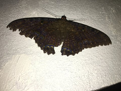 Ascalapha odorata