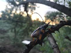 Dendrobias mandibularis