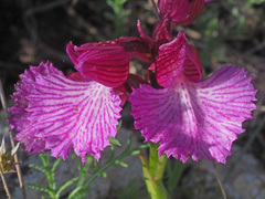 Anacamptis papilionacea grandiflora