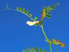 Vicia hirsuta