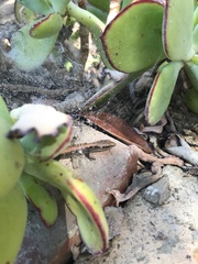 Elgaria multicarinata