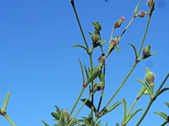 Silene sclerocarpa