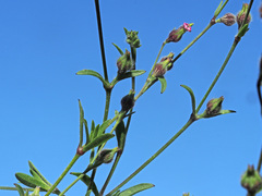 Silene sclerocarpa