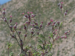 Silene sclerocarpa