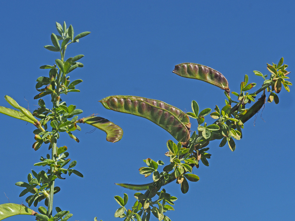 Cytisus arboreus