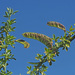 Cytisus malacitanus catalaunicus - Photo (c) Felix Riegel, some rights reserved (CC BY-NC), uploaded by Felix Riegel
