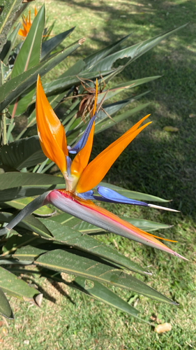 Strelitzia reginae