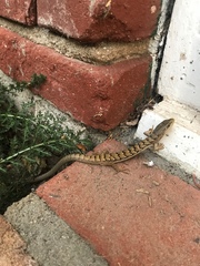 Elgaria multicarinata