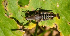 Melanoplus dawsoni