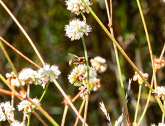 Physocephala marginata