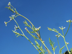 Torilis leptophylla
