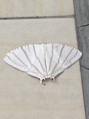 Urapteroides astheniata