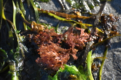 Cryptopleureae