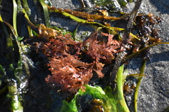 Cryptopleureae