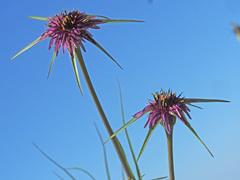 Tragopogon porrifolius porrifolius