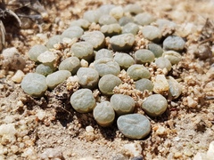 Frithia humilis