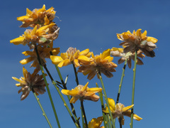 Genista umbellata