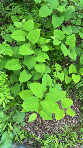 Japanese knotweed