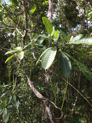Alstonia costata