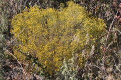 Gutierrezia californica