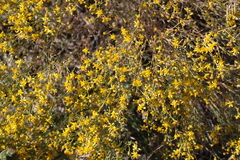 Gutierrezia californica