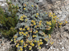 Anthyllis tejedensis