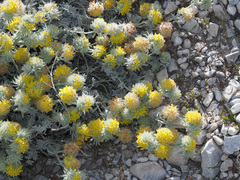 Anthyllis tejedensis