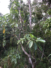 Alstonia costata