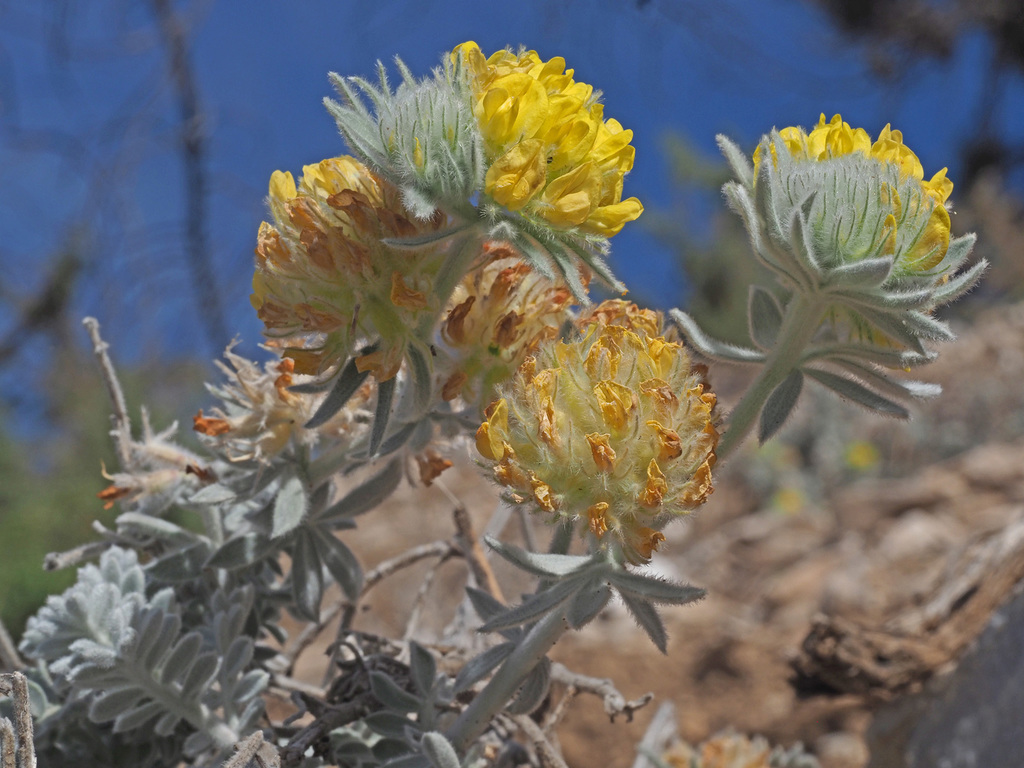 Anthyllis tejedensis