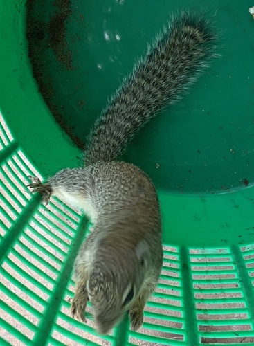 Gambian Sun Squirrel