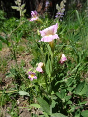 Erythranthe erubescens