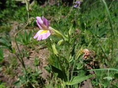 Erythranthe erubescens
