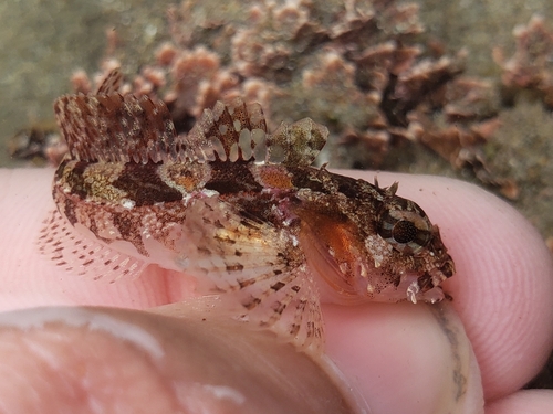 Brown Irish lord (Hemilepidotus spinosus) — Cottidae — 3