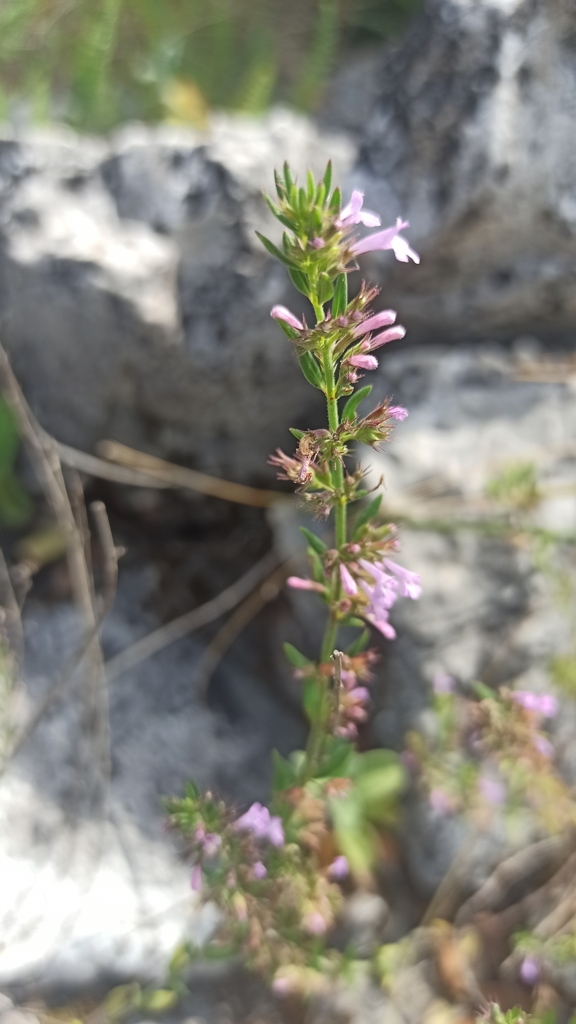 Griechische Steinminze